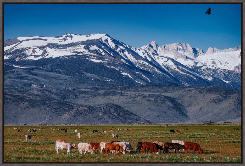 California Pasture