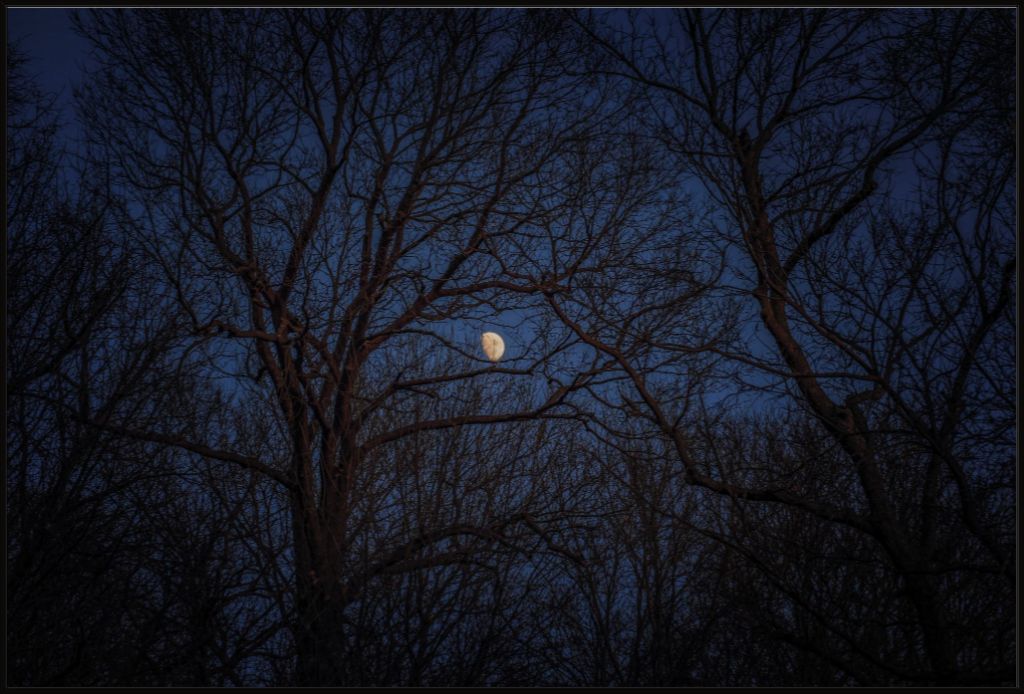 Winter Moon