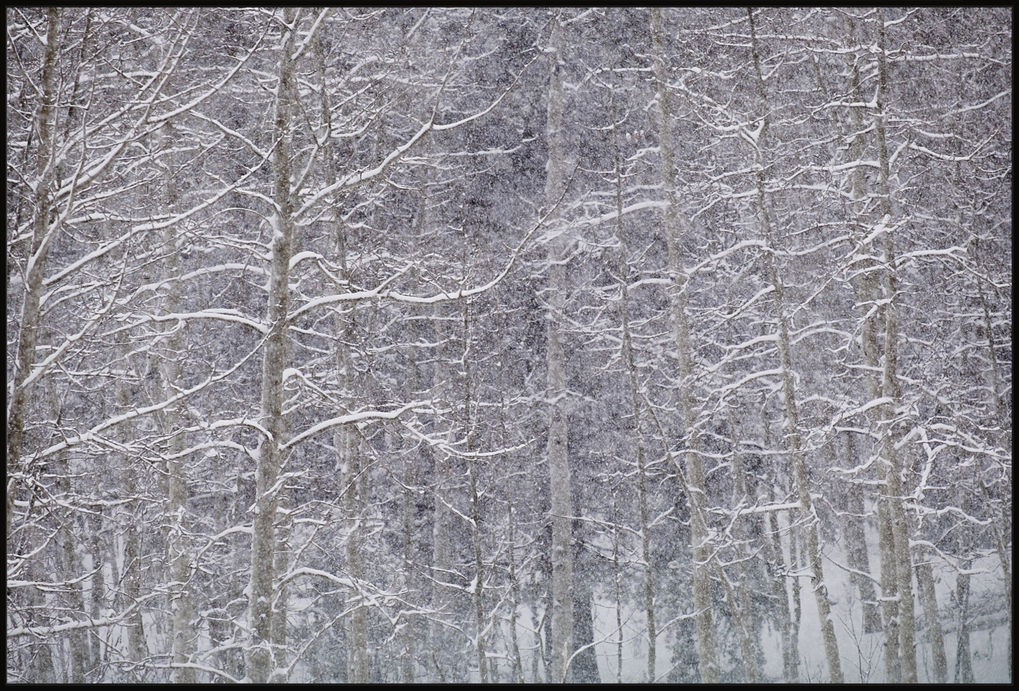 Heavy Snow & Forest Abstract II