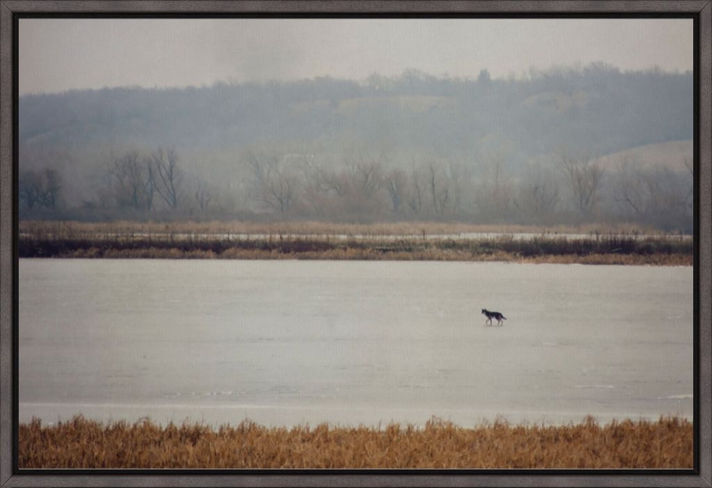 Coyote on Frozen Lake