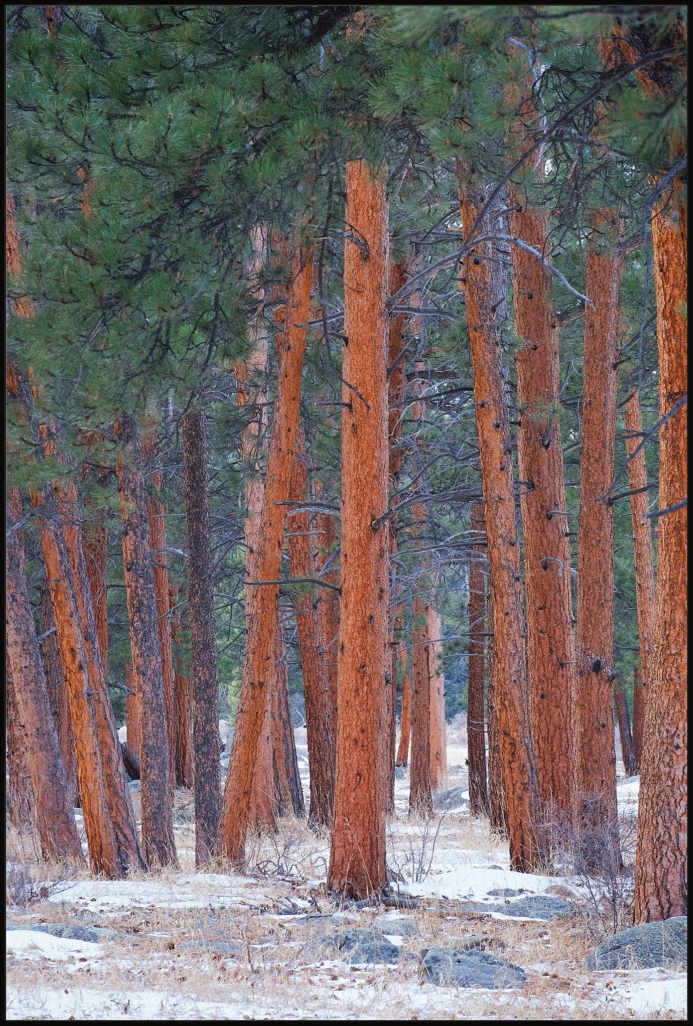 Snowy Pines Vertical