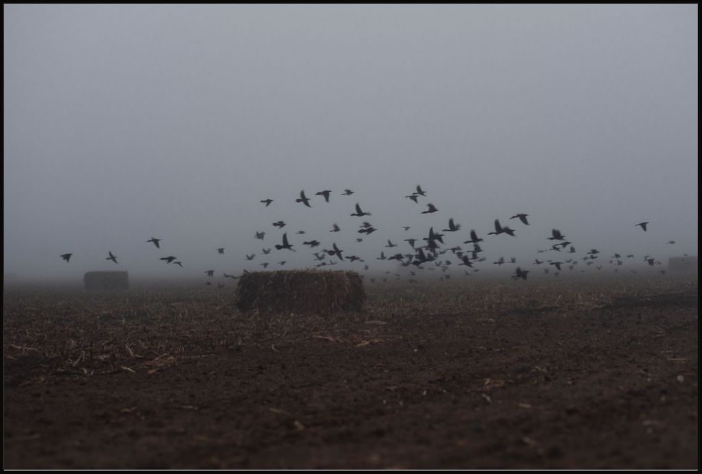 Foggy Field with Grackles
