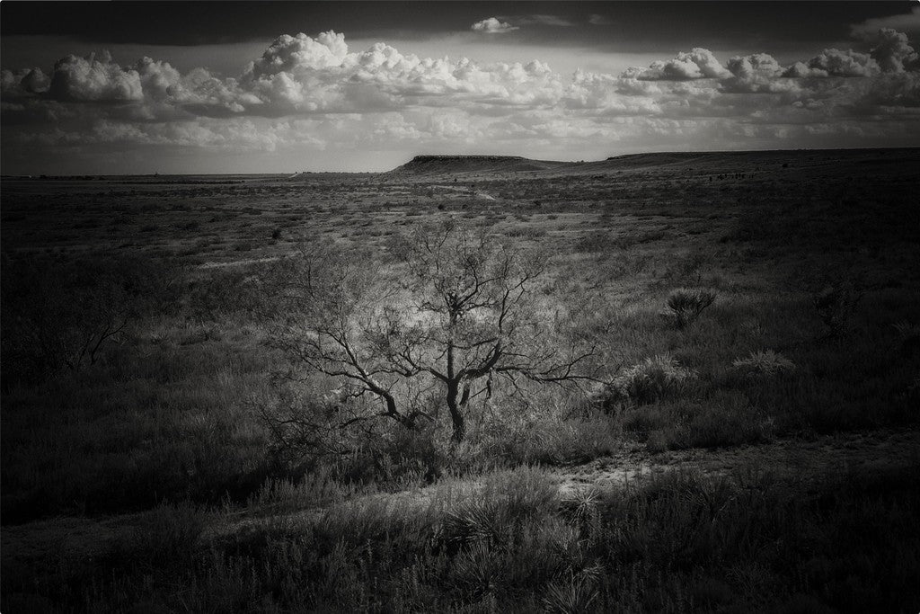 Muleshoe Monochrome