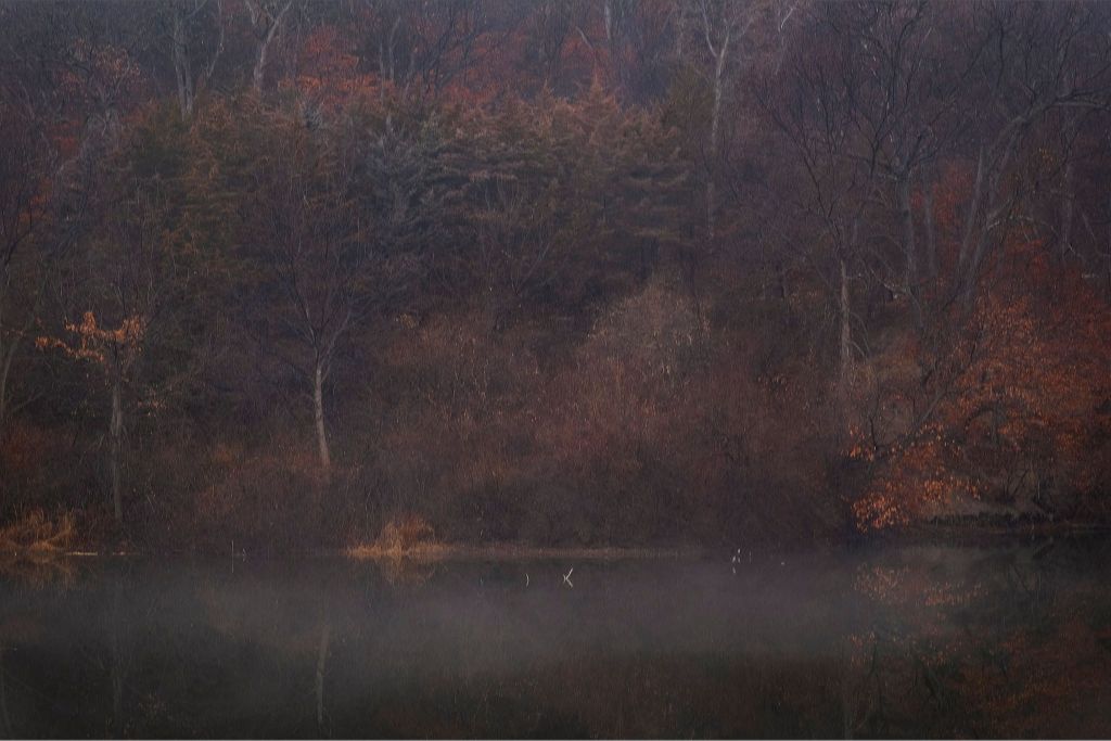 Foggy Winter Woods and Lake