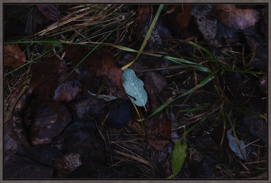 Raindrops on Fallen Leaf