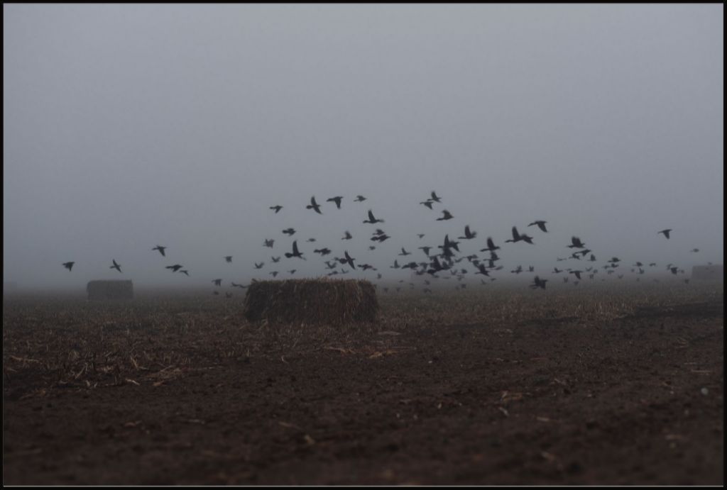 Foggy Field with Grackles