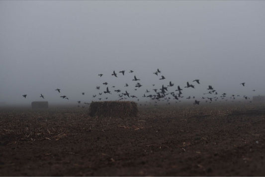 Foggy Field with Grackles