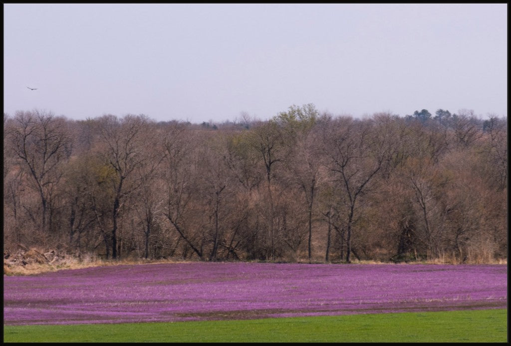 Spring Henbit