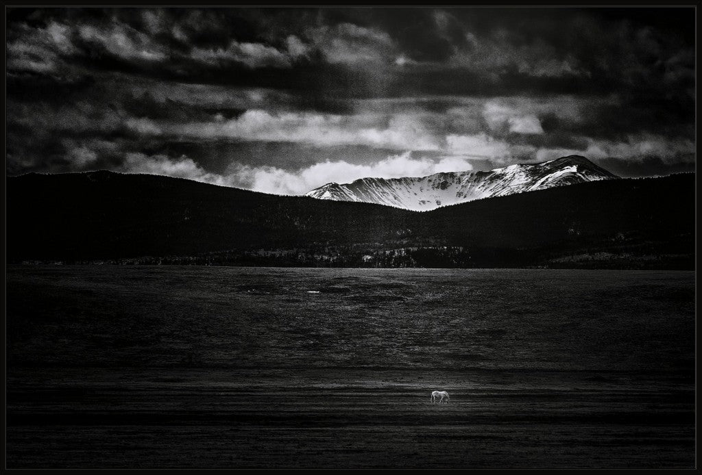 Wild Horse in BW