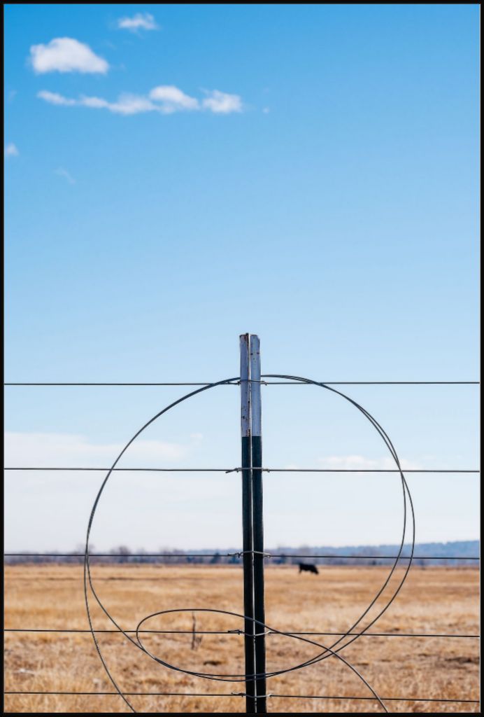 Fenceline and Cow on the Colorado Plains