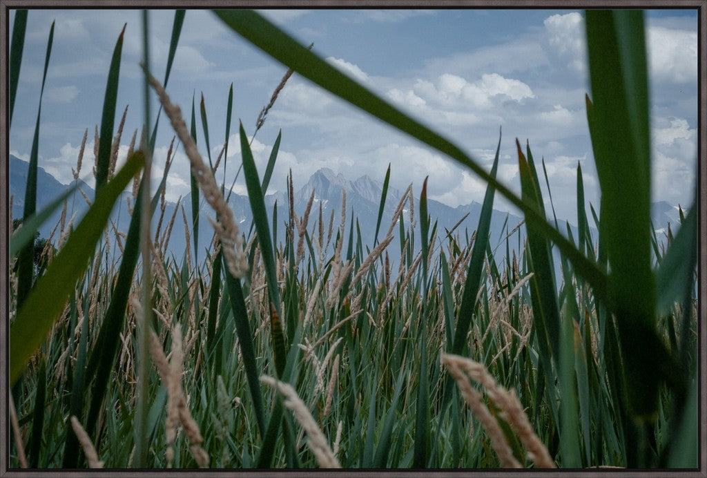 Montana Field