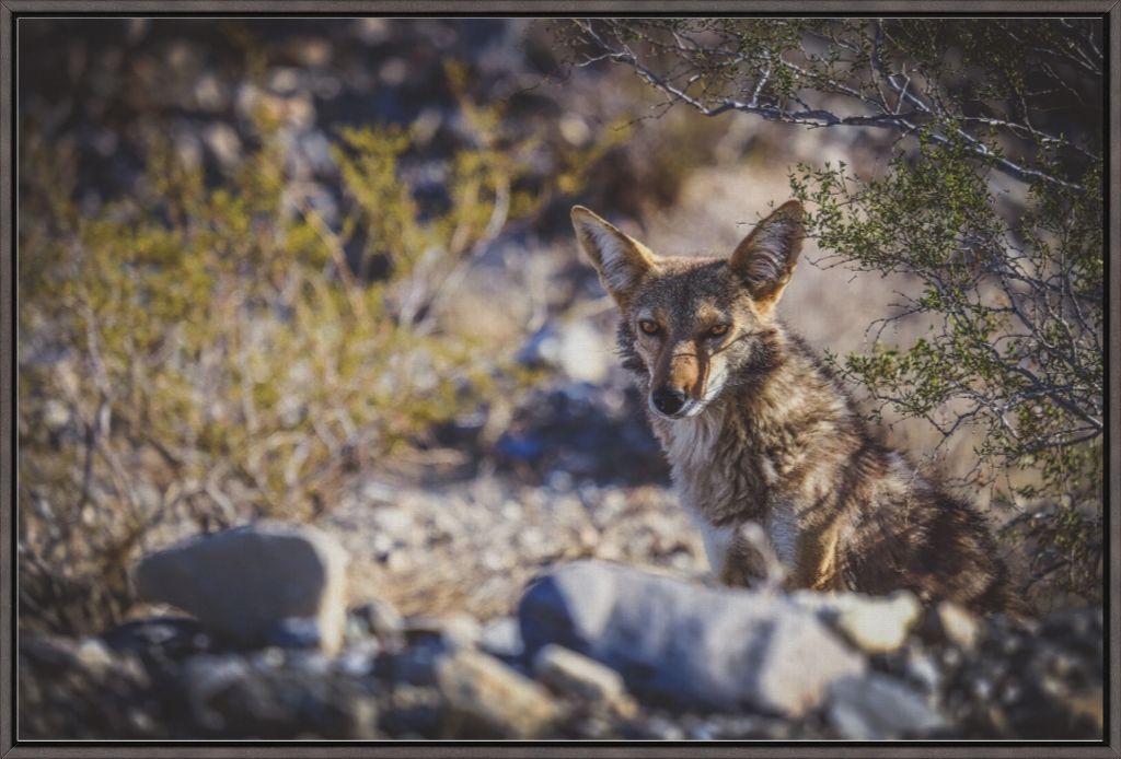 Coyote Gaze