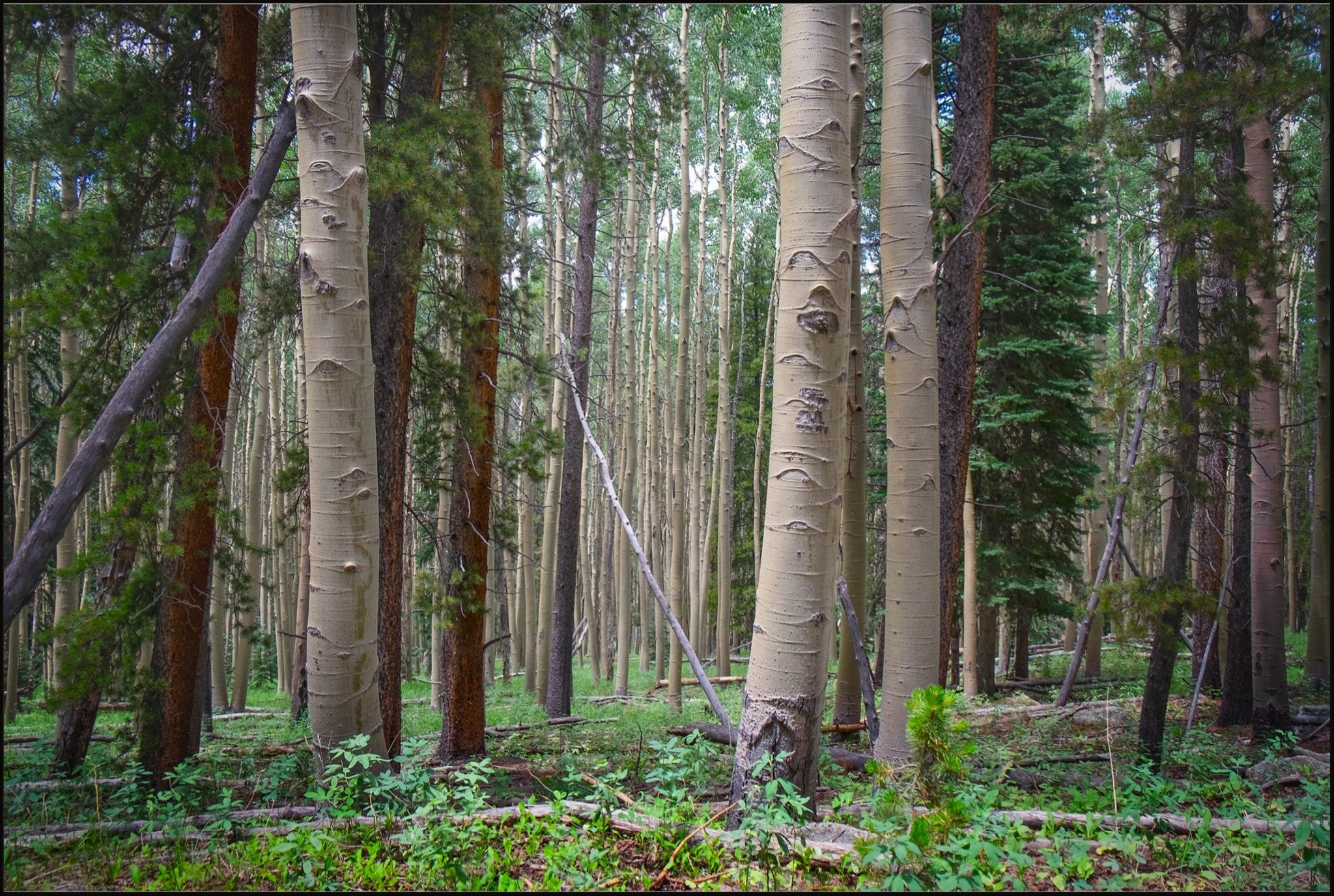 Trailside Perspective