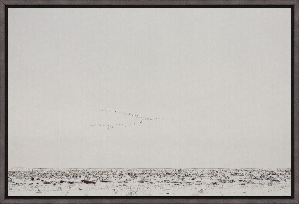 Geese Over Snowy Field
