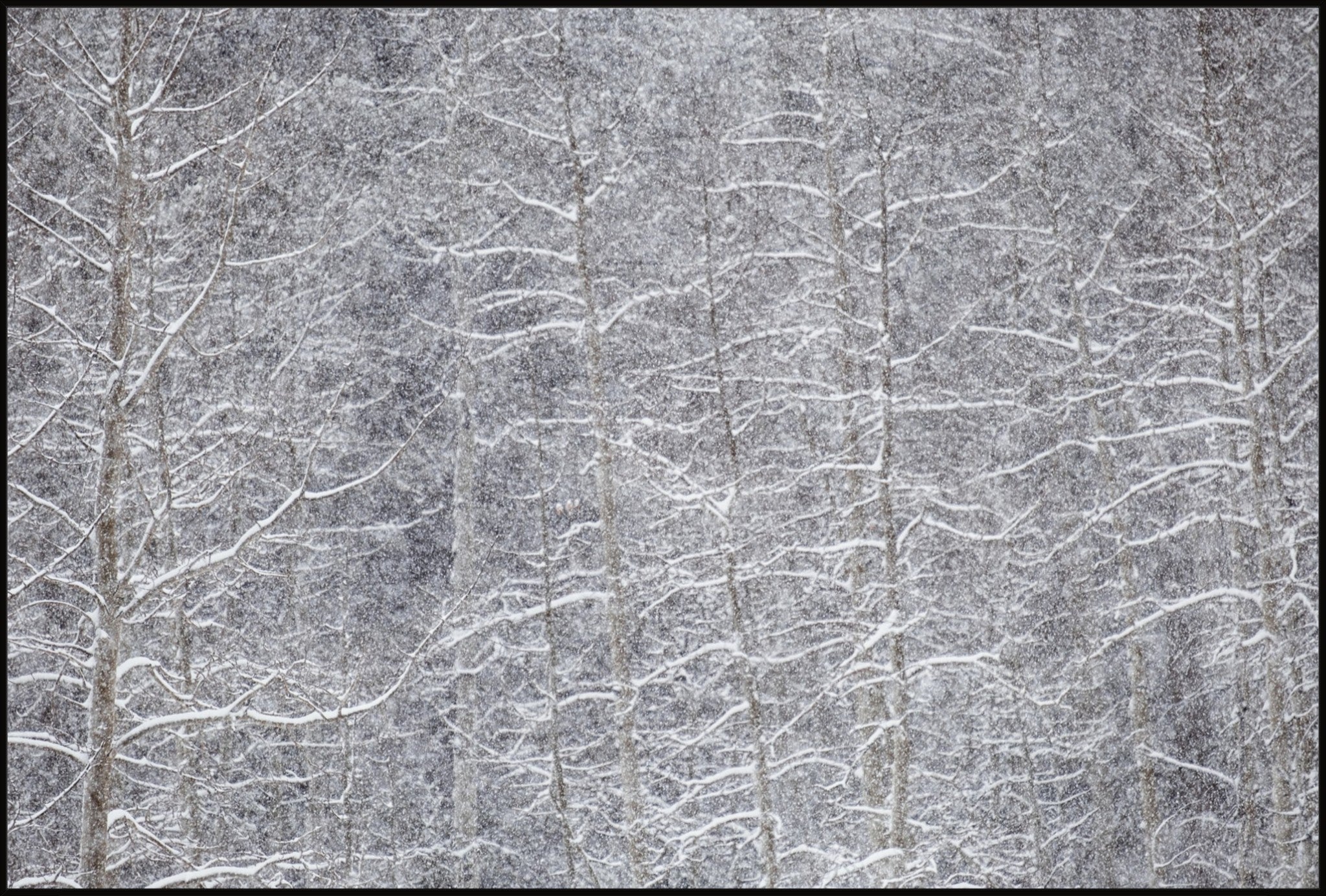 Heavy Snow & Forest Abstract IV