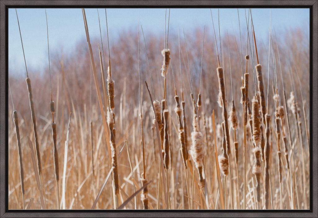 Bosque Cattails