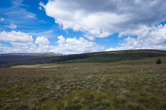Soft Green Meadow