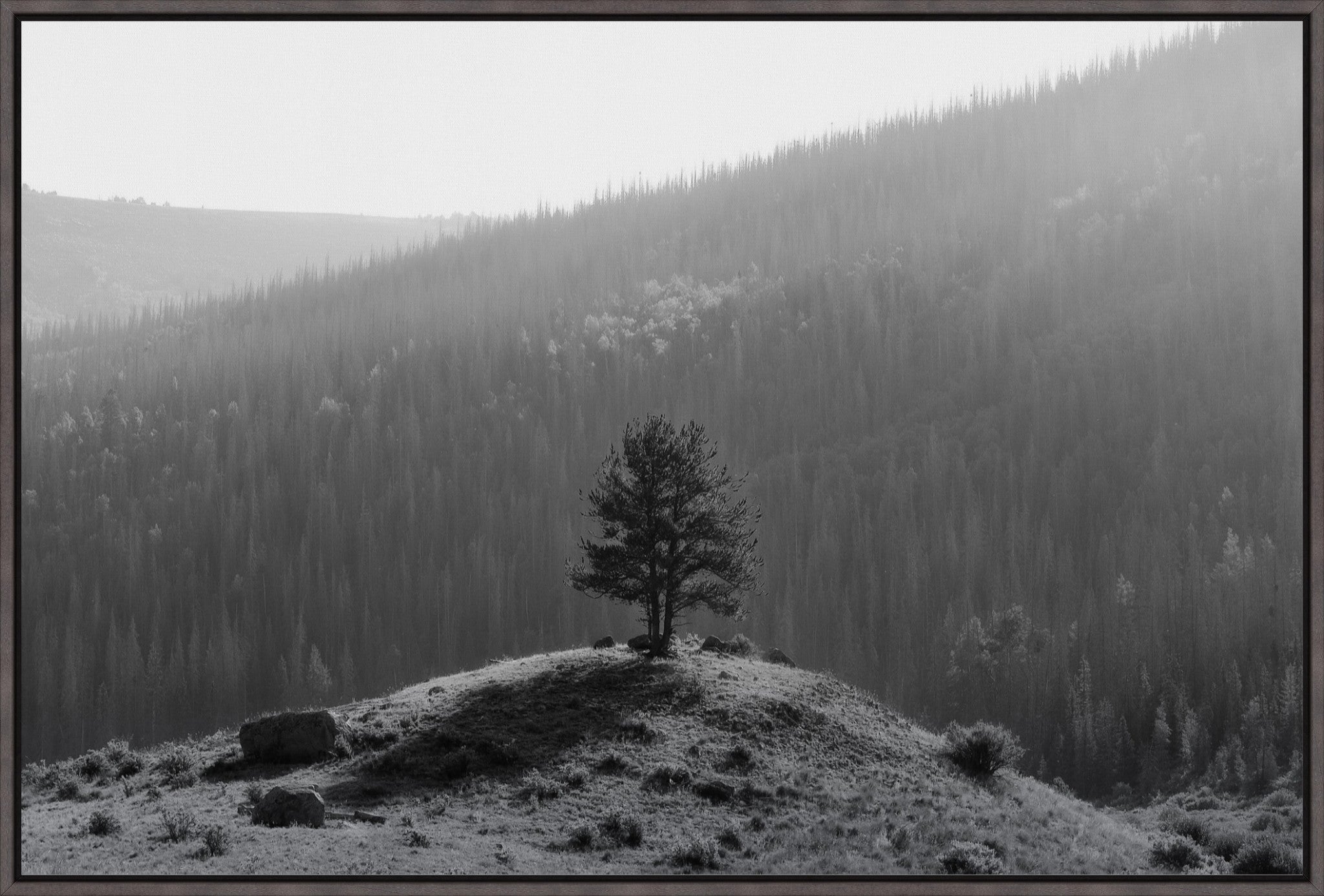 Tree on a Hill