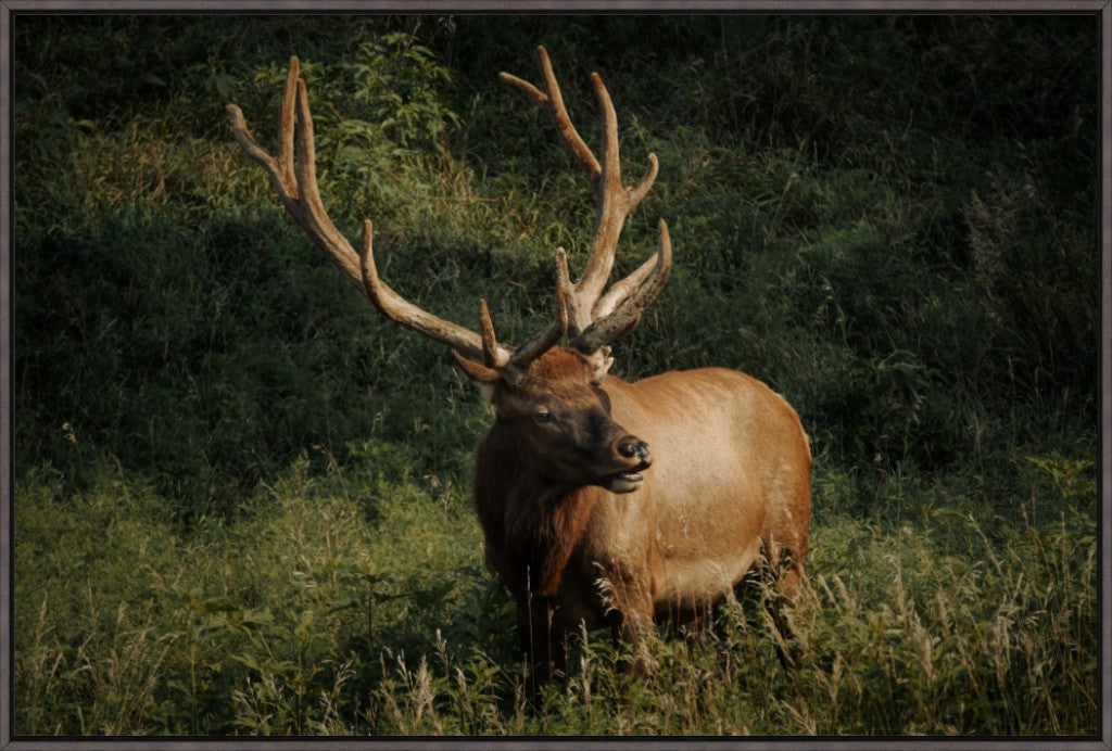 Ashland Bull Elk I