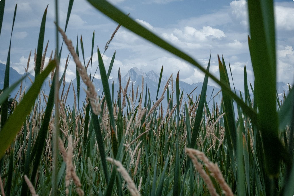 Montana Field