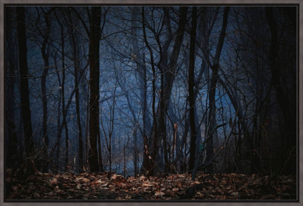 Foggy Hardwood Forest