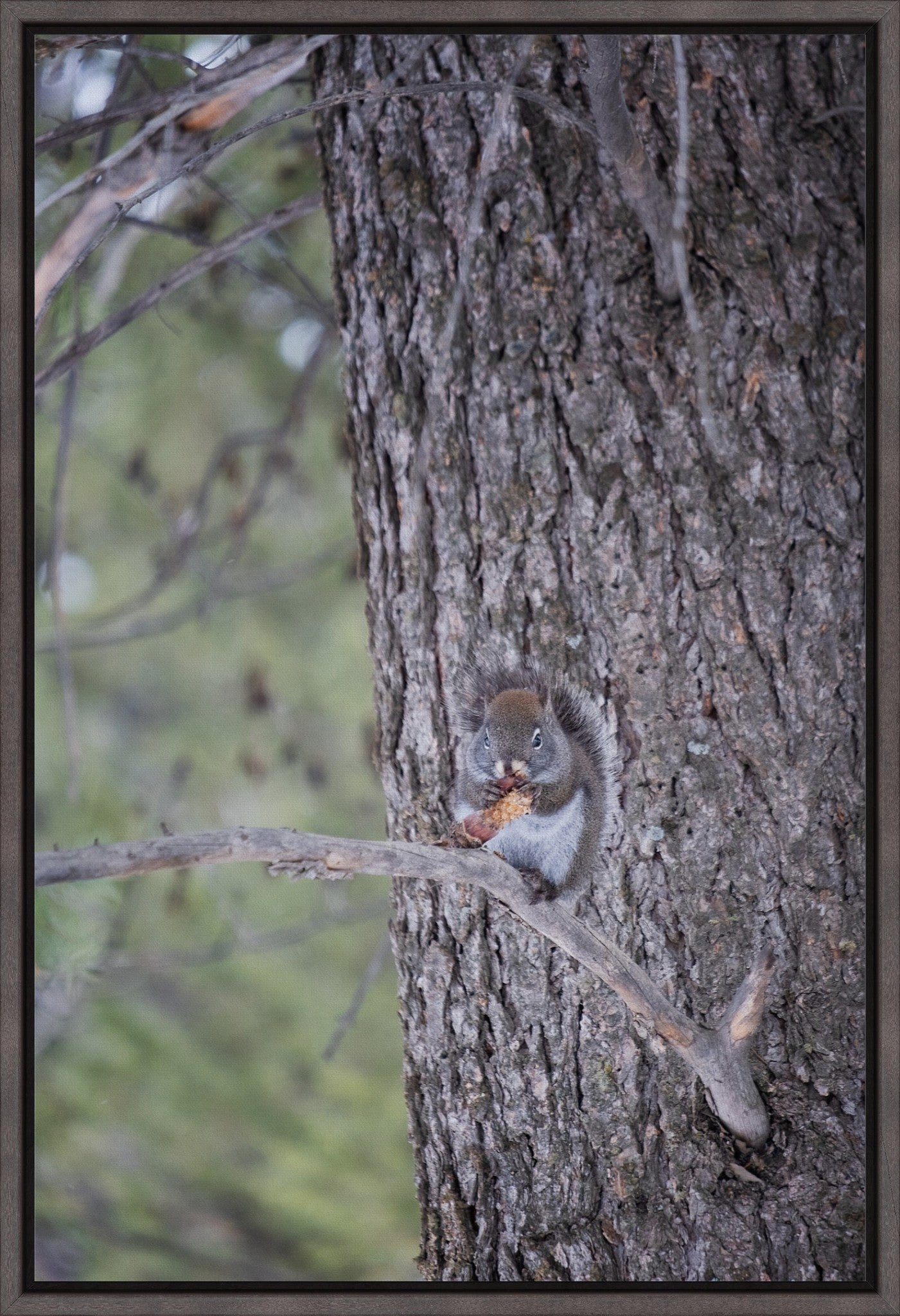 Squirrel & Pine Cone II