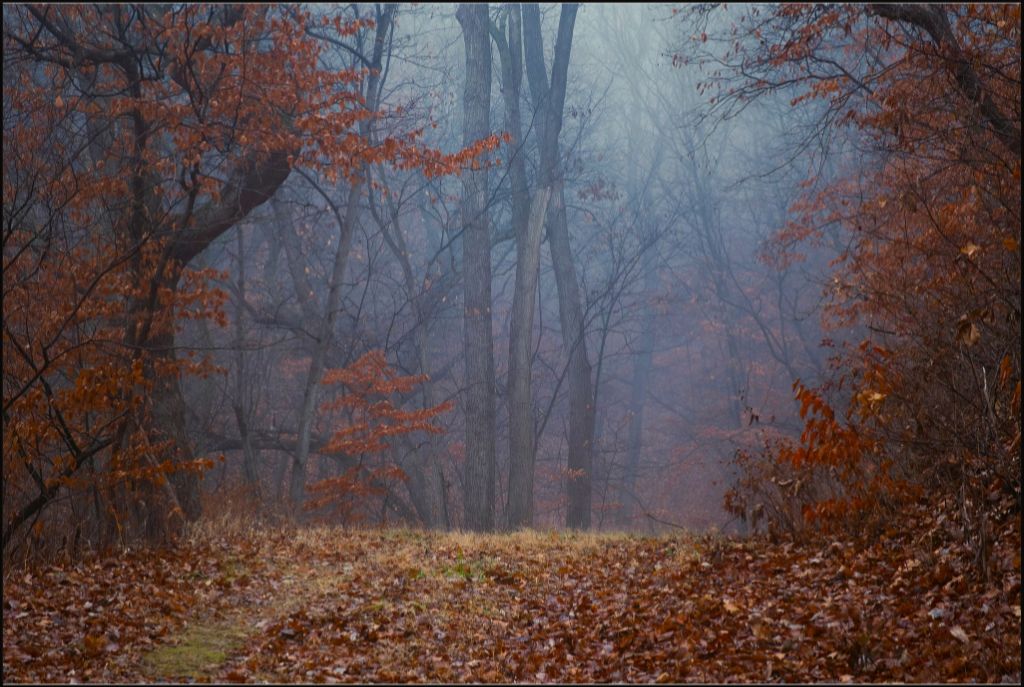 Foggy Winter Forest Path