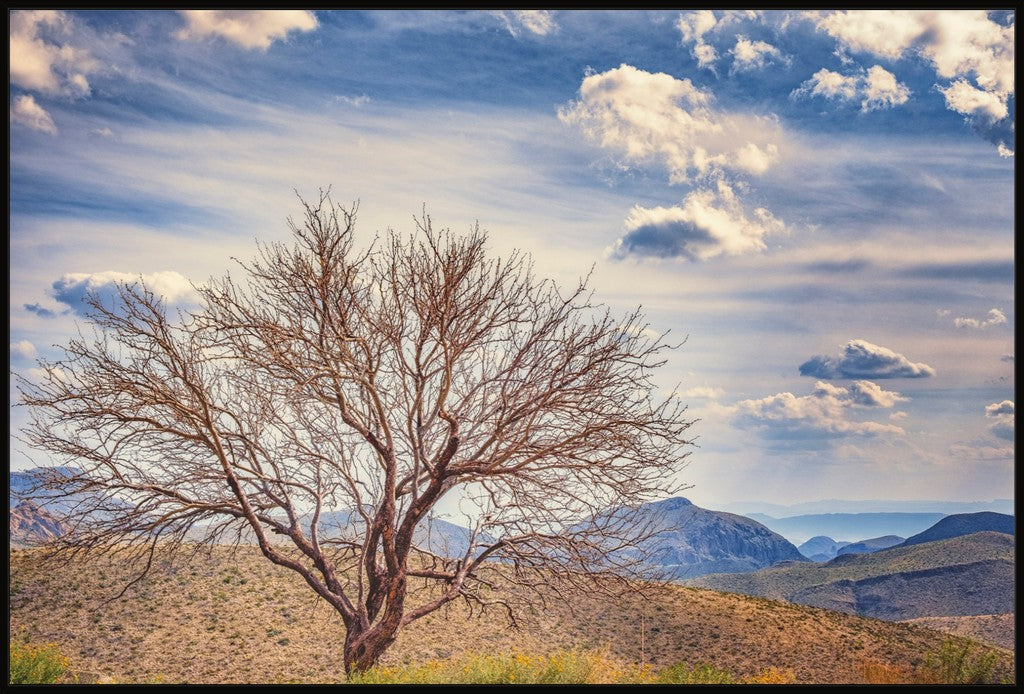 Solitary Mesquite