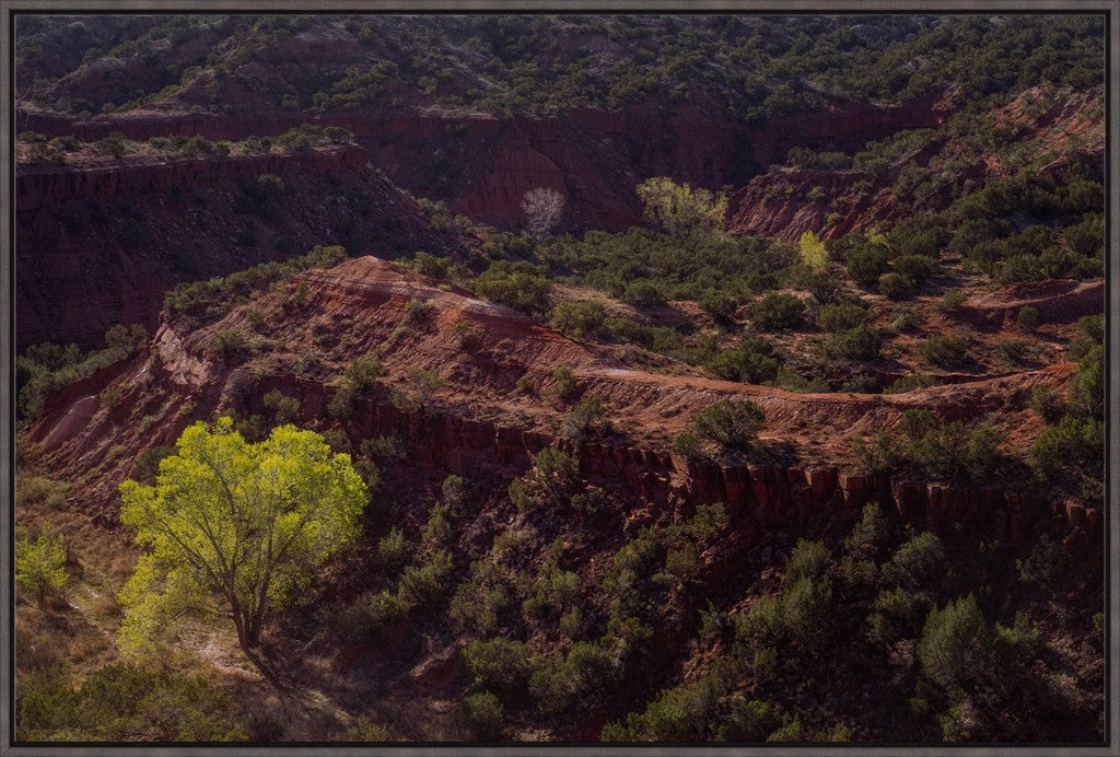 Canyon Spring