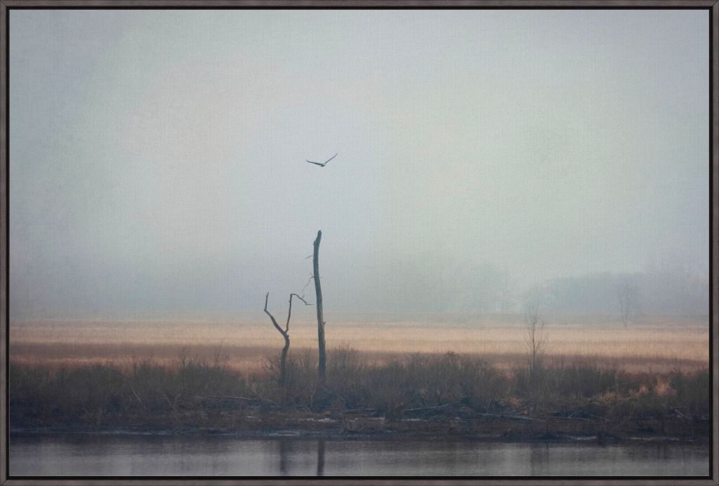 Wetlands Eagle