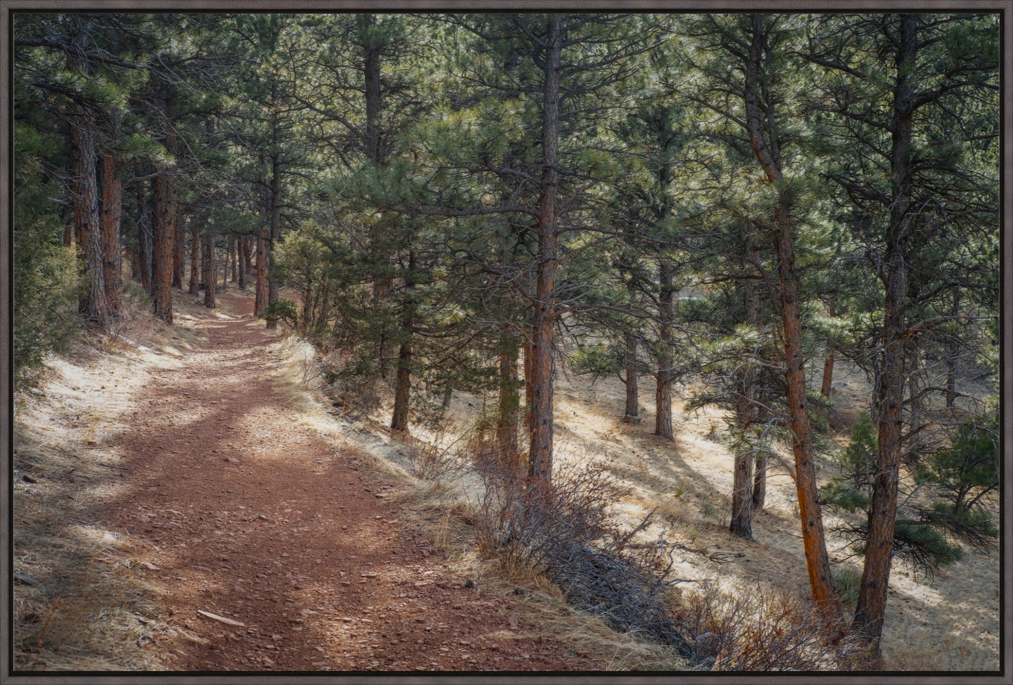Into the Forest