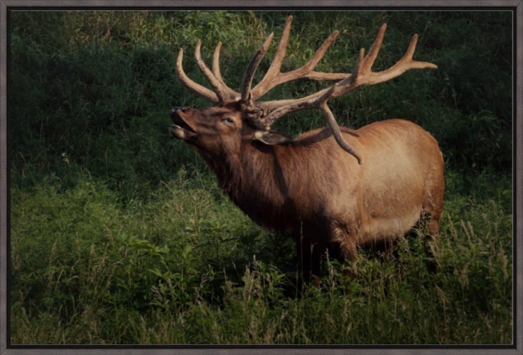 Ashland Bull Elk II