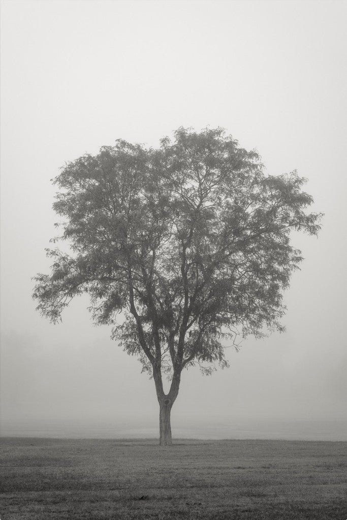 Tree in Fog