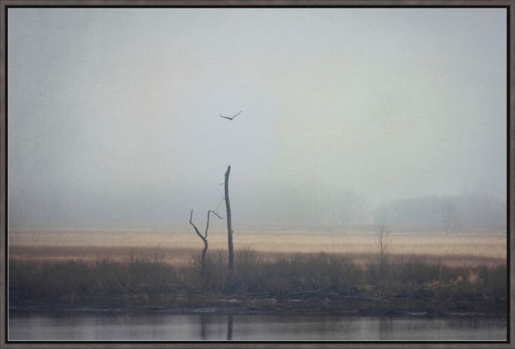 Wetlands Eagle