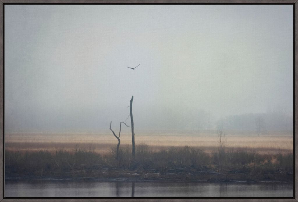 Wetlands Eagle