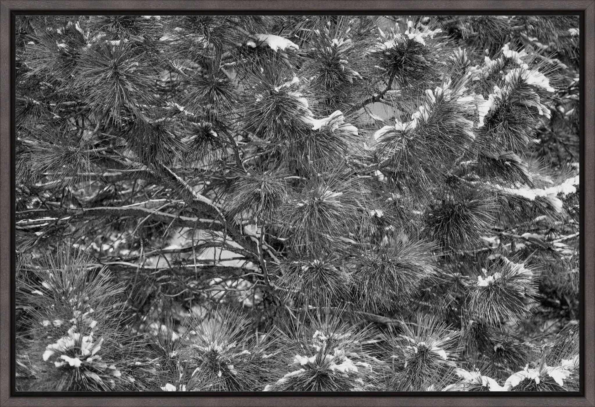 Snow on the Pine Boughs