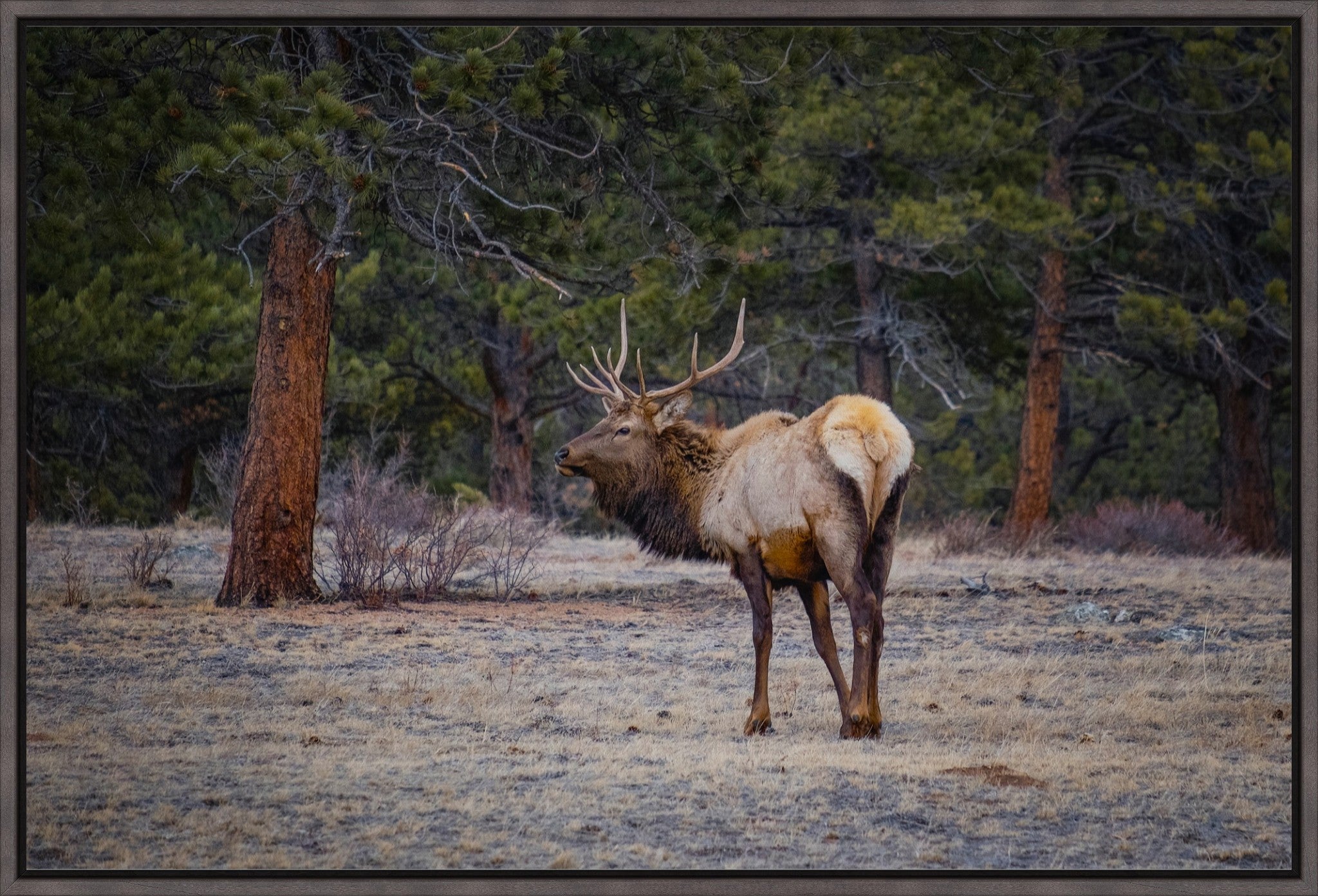 Bull Elk
