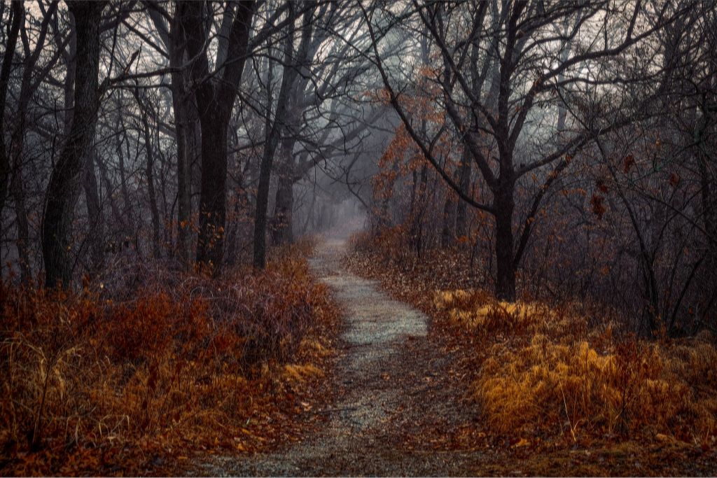 Misty Fall Path