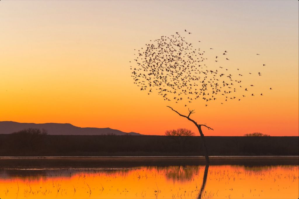 Bosque Morning Glow with Birds