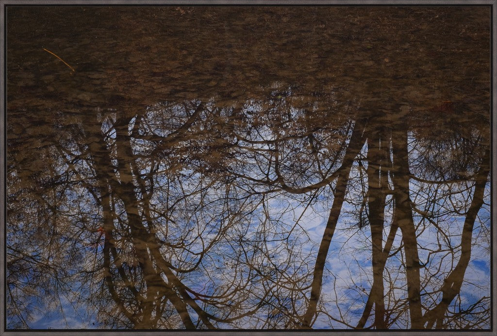 Winter Woodland Reflections