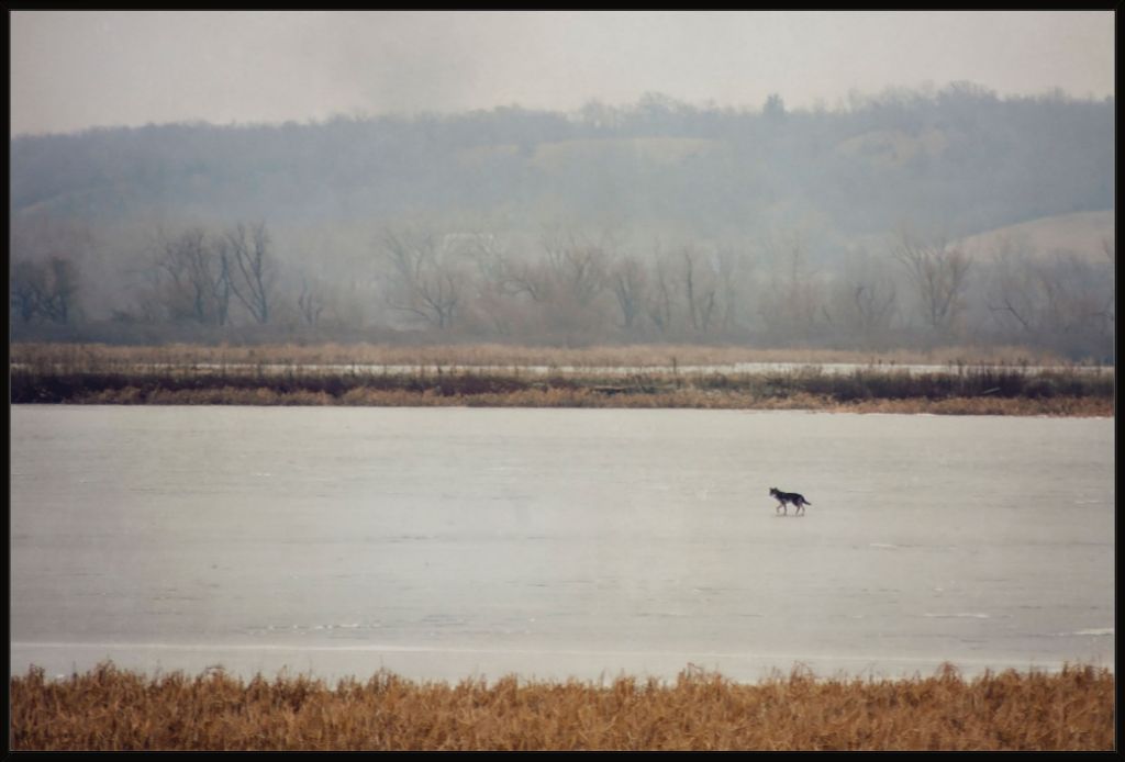 Coyote on Frozen Lake