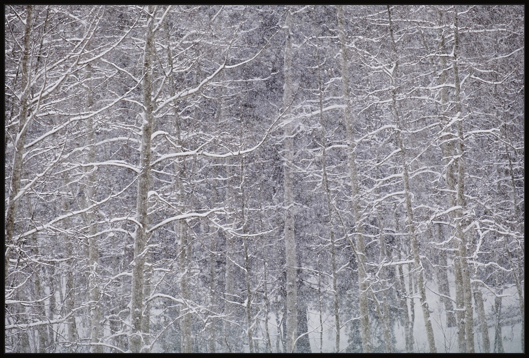 Heavy Snow & Forest Abstract II
