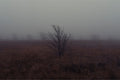 West Texas Winter Fog - 1