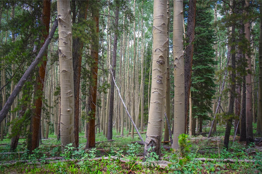 Trailside Perspective