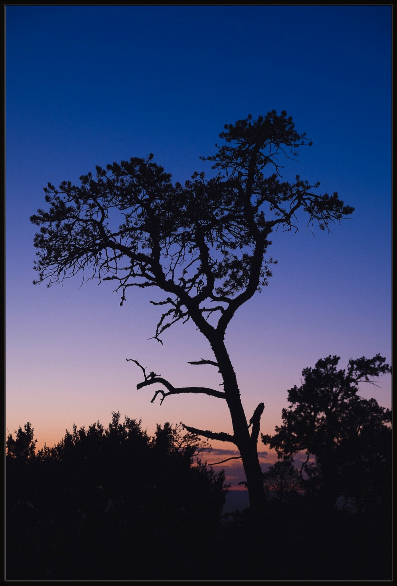 Heart of Lincoln National Forest
