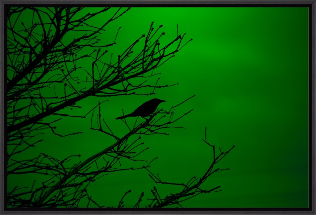 Grackle Silhouette on Green