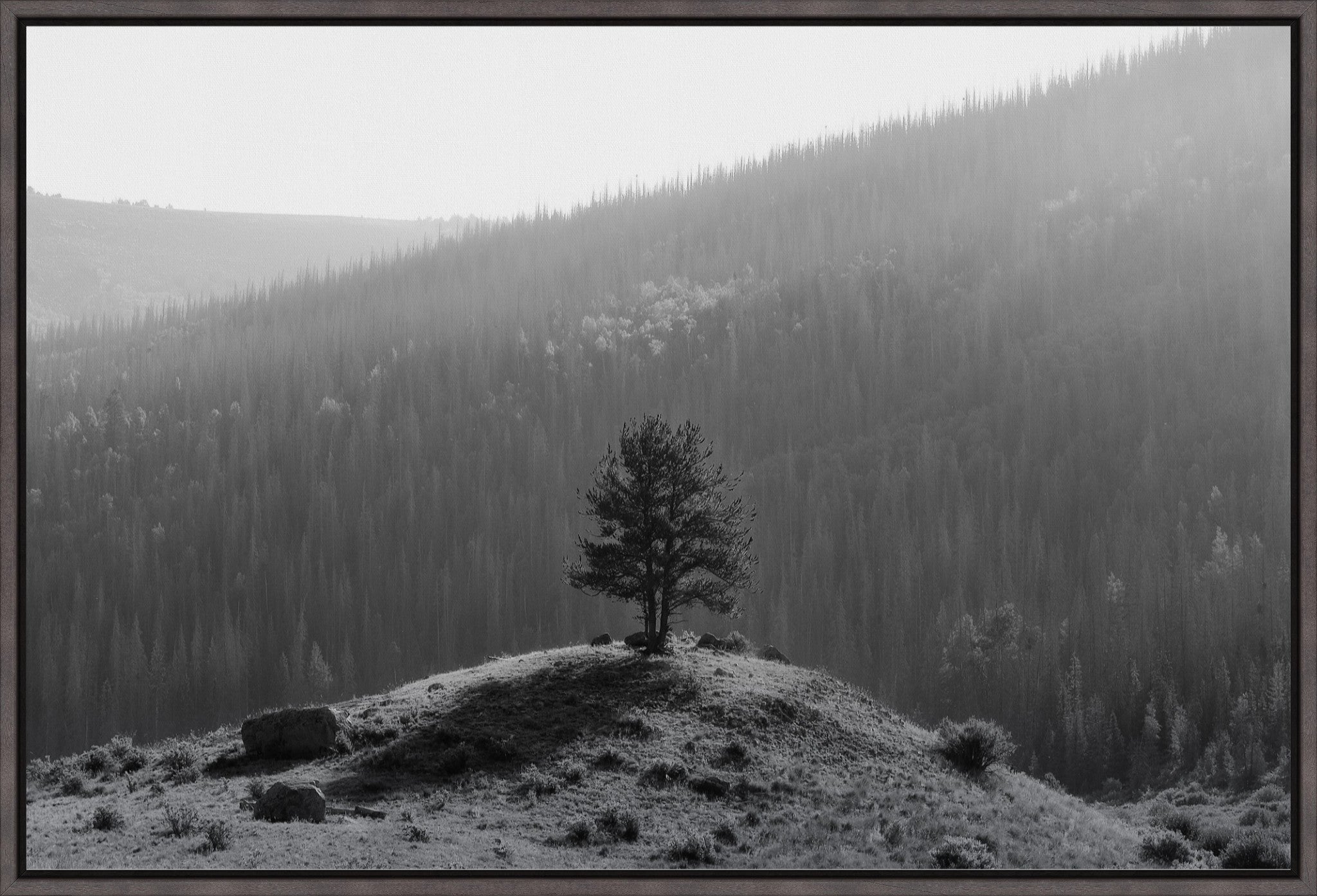 Tree on a Hill