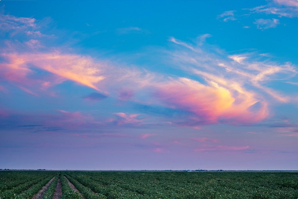 Cotton Field at Sunset