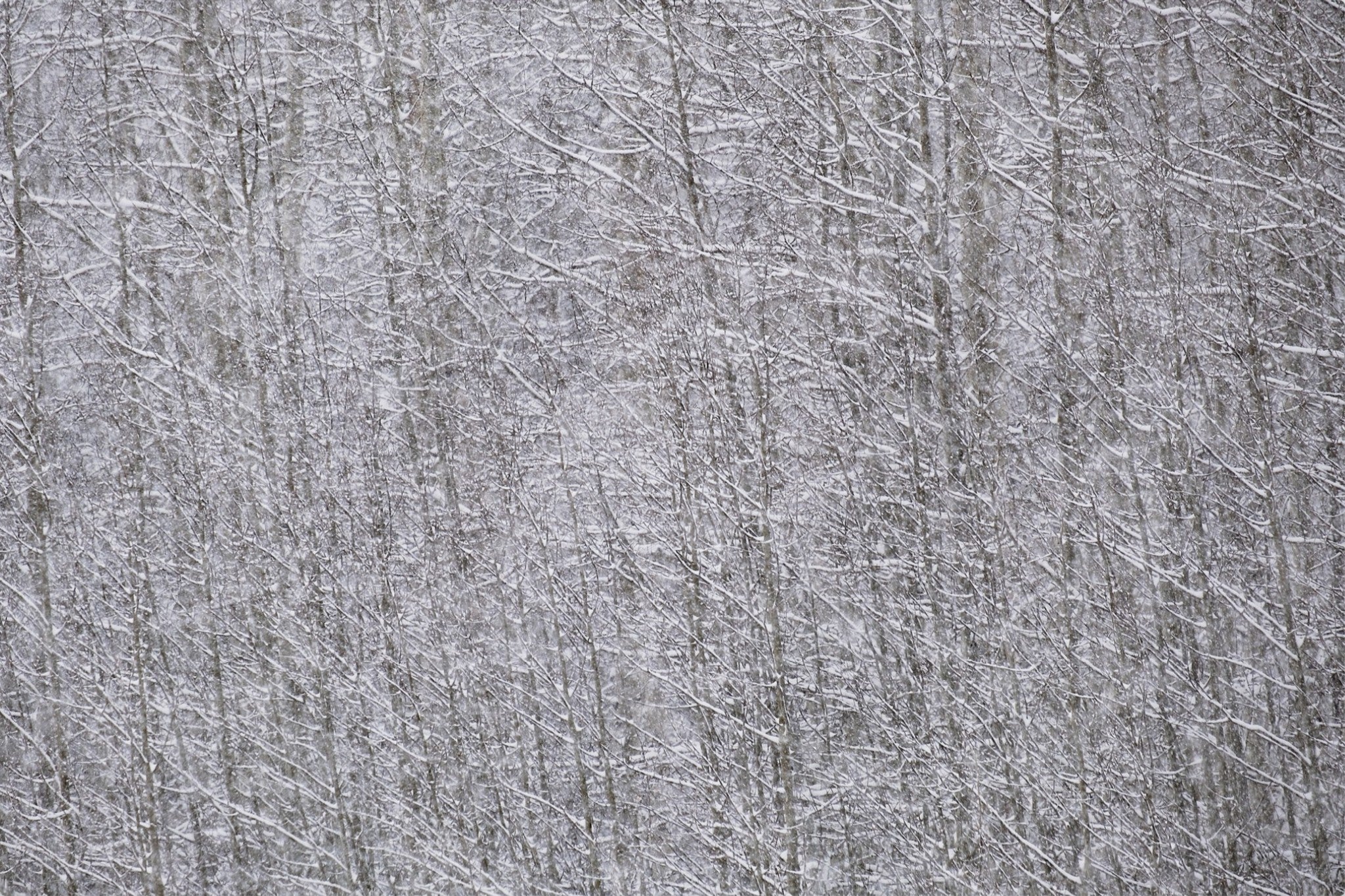 Heavy Snow & Forest Abstract I