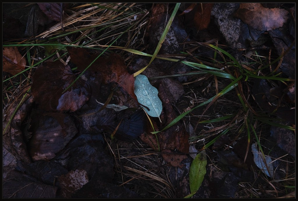 Raindrops on Fallen Leaf